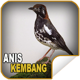 Masteran Kicau Anis Kembang icon