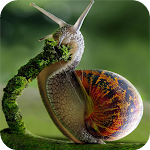 Cover Image of Descargar Snail Wallpaper HD  APK