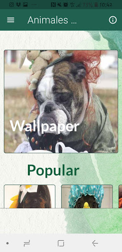 Animales disfrazados Fondo de Pantalla, Wallpaper