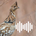 Cover Image of Tải xuống Grouse hunting calls 1.0 APK