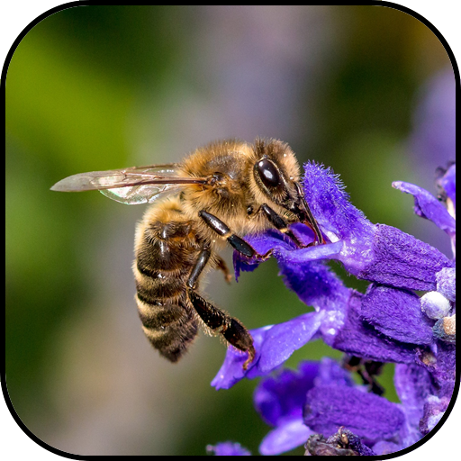 Bee wallpapers 10.95 Icon