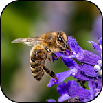 Cover Image of Download Bee wallpapers  APK