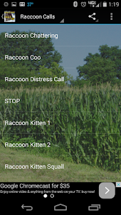 Raccoon Calls HD