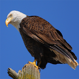 Eagle Wallpapers icon