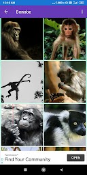 Bonobo, Chimpanzee, Gorilla, Monkey Wallpapers