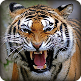 Angry Tiger Simulator 2016 icon