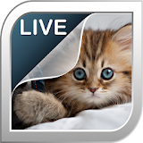 Kittens Live Wallpaper icon