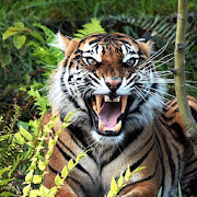 Top 28 Entertainment Apps Like Tiger Wallpapers HD - Best Alternatives