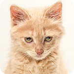 Cover Image of Tải xuống Lovely Cat Sound 1.0 APK