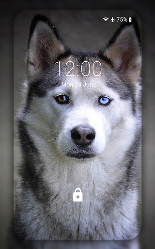 Husky wallpaper