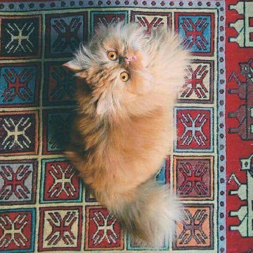 Persian Cat Wallpapers logo