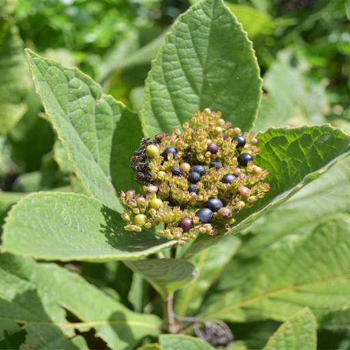 สมุนไพรเมืองเลย:คู่มือท้องถิ่น