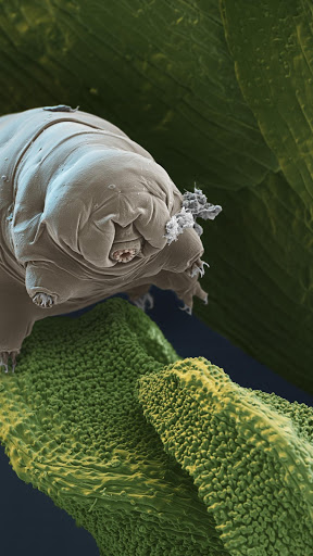 Amazing microscopic images