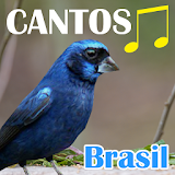Canto Dos Pássaros Brasil icon