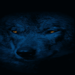 Night Wolf Live Wallpaper Apk