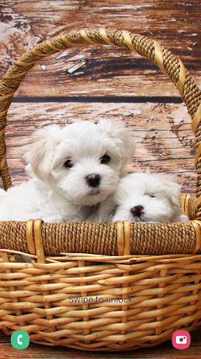Puppy Wallpaper & Cute Dog HD Screen 3