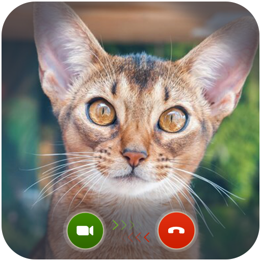 Cat fake video Call/Chat Prank logo