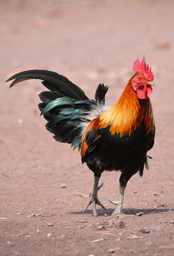 Android application Rooster Sounds screenshort