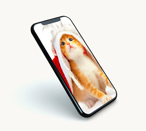 Cute Kitten Wallpapers Screen 2