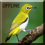 Suara Burung Pleci Gacor mp3 icon