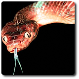 Snake Vision Camera Effect icon
