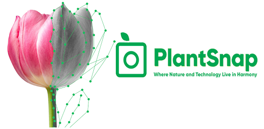 PlantSnap plant identification