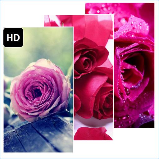 Rose Flowers wallpaper Install on Windows