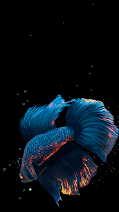 Betta Fish Live Wallpaper For Pc – Download And Install On Windows And Mac Os 2