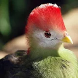 Red Crested Turaco Wallpapers icon