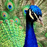 peacock live wallpaper icon