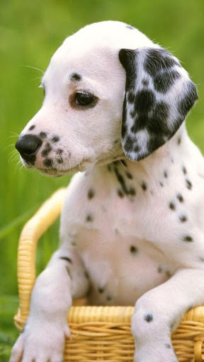Android application Puppies Live Wallpaper screenshort