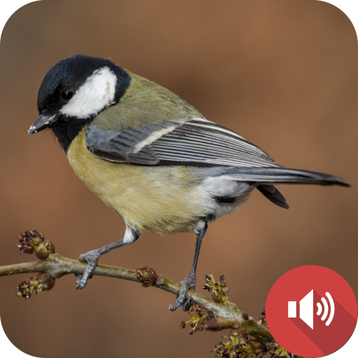 Chickadee Sounds logo