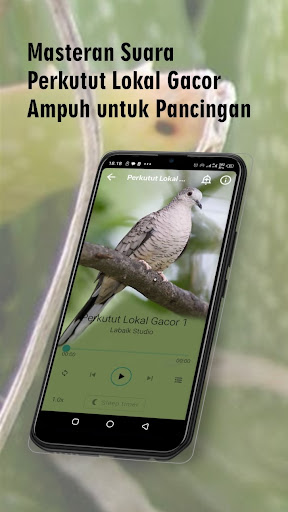Android application Suara Perkutut Lokal Gacor Dor screenshort