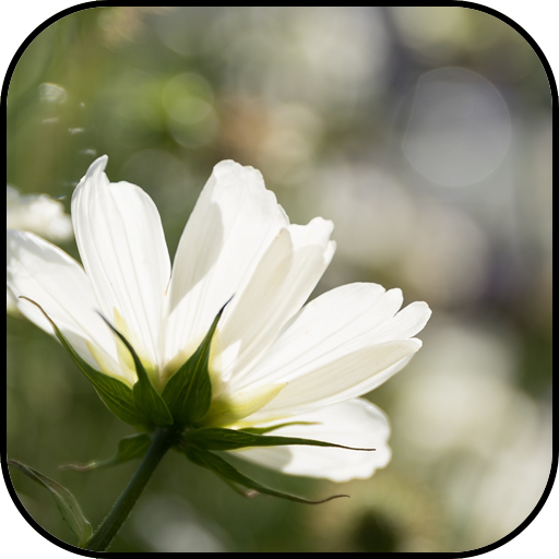 White flowers wallpapers 10.95 Icon