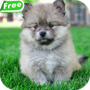 Top 40 Personalization Apps Like Cute Puppies Video Wallpaper - Best Alternatives