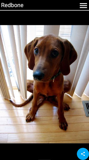 Dogia - Infinite Dog Picture Scroller