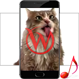 Cat Licks HD Video LWP icon