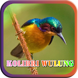 Masteran Kicau Kolibri Wulung icon