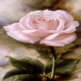 Pink Rose Blooming LWP icon