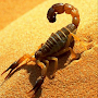 Scorpion Wallpapers
