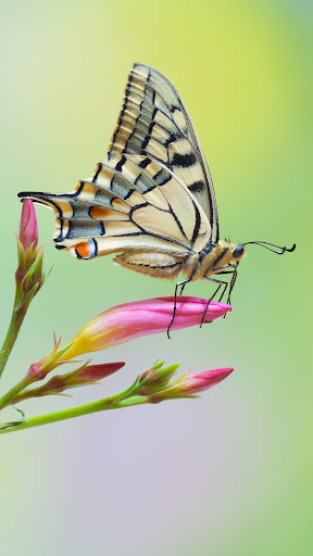 Butterfly Wallpapers screenshot 4