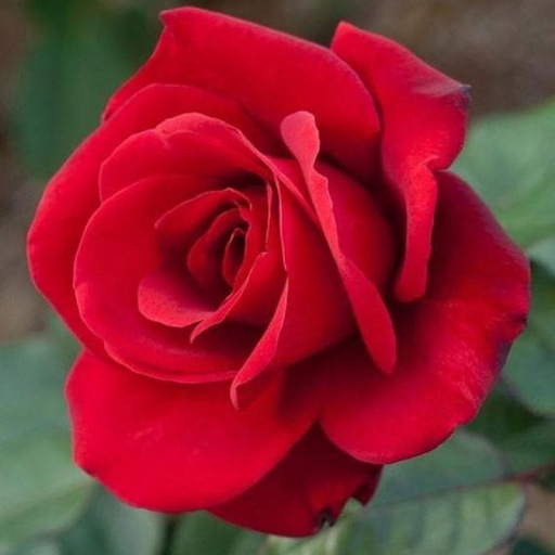 Beautiful Flowers & Roses Pics Screen 2