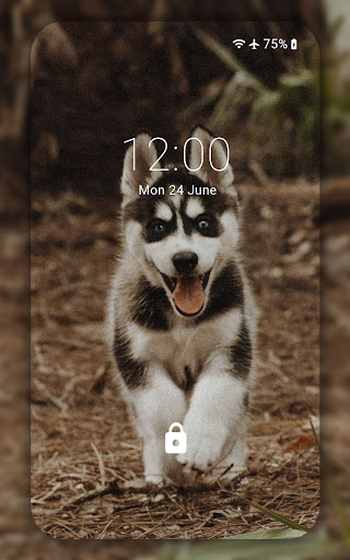Husky wallpaper