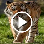 Cover Image of Download Tiger Video Live Wallpaper 1.7 APK