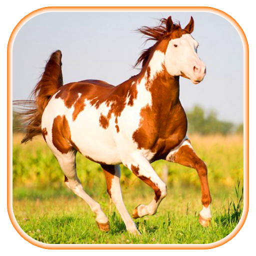 Fondos de caballos - Aplicaciones en Google Play