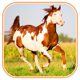 Imagen de icono Fondos de caballos