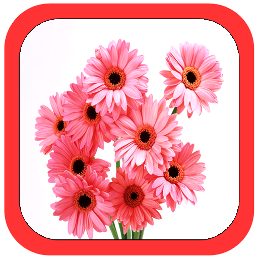All Flowers Photo Frames logo