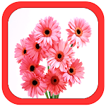 Cover Image of Download All Flowers Photo Frames  APK