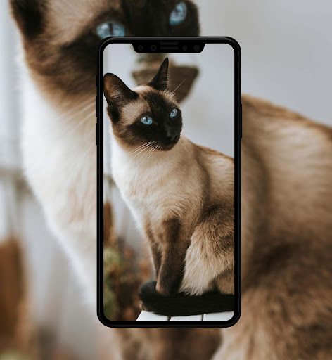 Cute kitten wallpapers