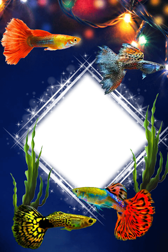 Guppy Fishs Photo Frames